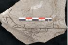 Foto (Detailansicht) von Cystoseira communis Unger (NHMW-GEO-2024-0188-6636)